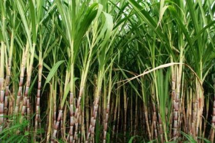 UP News: सीएम योगी ने गन्ना किसानों की एफआरपी बढ़ाने पर प्रधानमंत्री का जताया आभार