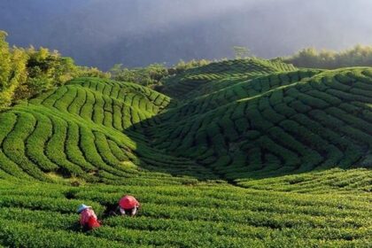 Tea Industry: बढ़ सकते हैं चायपत्ती के दाम; जानें वजह?