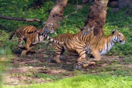 सीएम सिटी का चिड़ियाघर तैयार, अब सुनिए बब्बर शेर की दहाड़