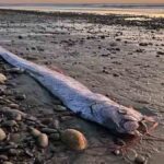Doomsday Fish Oarfish