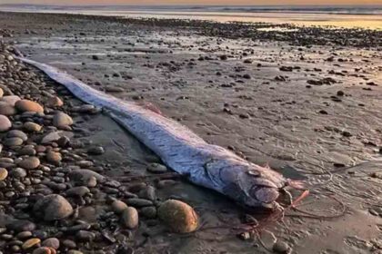 Doomsday Fish Oarfish