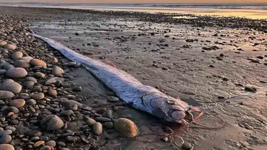 Doomsday Fish Oarfish