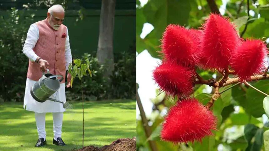 Narendra Modi Sindoor Plant Photo
