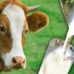 What Is Non Veg Milk?