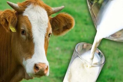 What Is Non Veg Milk?