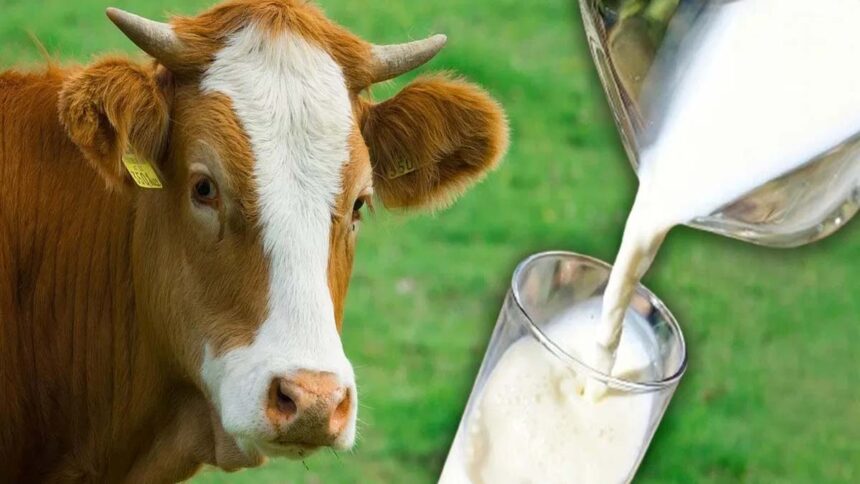 What Is Non Veg Milk?