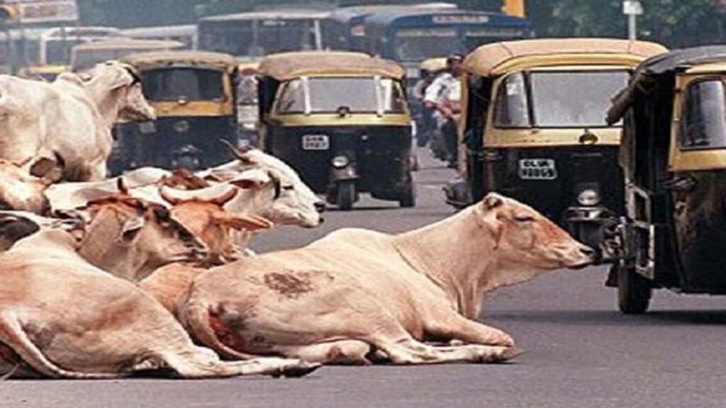 Haryana News: सरकार ने प्रदेश को बेसहारा पशुओं से मुक्त बनाने की दिशा में उठाया बड़ा कदम