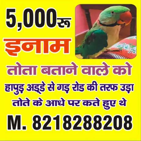 Parrot Kittu Goes Missing In Meerut