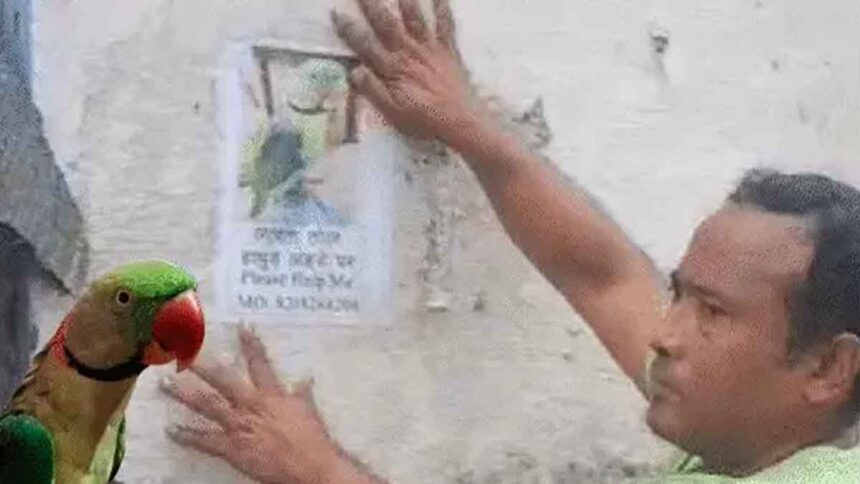 Parrot Kittu Goes Missing In Meerut