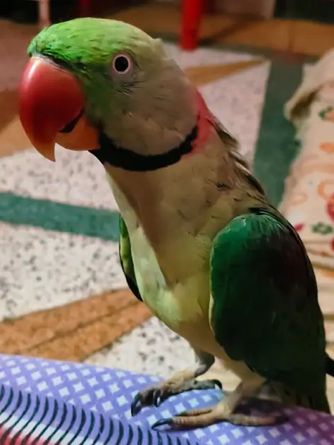 Parrot Kittu Goes Missing In Meerut