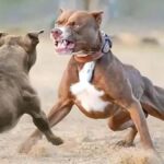 Aggressive Dogs Ban In Chandigarh