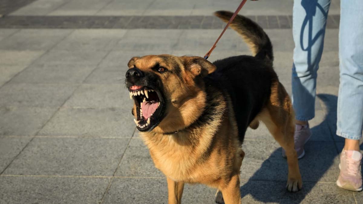 Aggressive Dogs Ban In Chandigarh