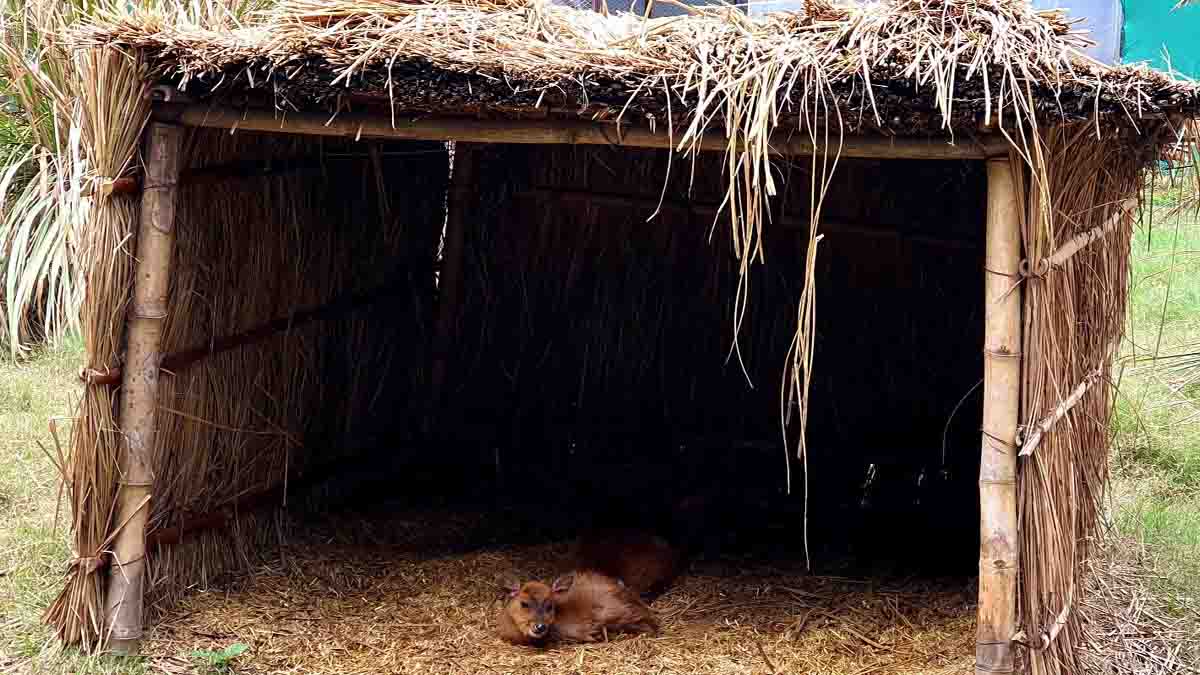 छतबीड़ चिड़ियाघर में जानवरों को ठंड से बचाने के लिए किए गए विशेष प्रबंध
