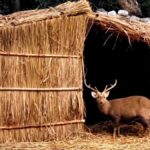 छतबीड़ चिड़ियाघर में जानवरों को ठंड से बचाने के लिए किए गए विशेष प्रबंध