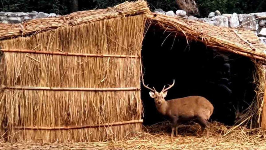 छतबीड़ चिड़ियाघर में जानवरों को ठंड से बचाने के लिए किए गए विशेष प्रबंध