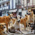 नसबंदी के दौरान 29 कुत्तों की मौत, अफसरों में मचा हड़कंप, नगर निगम के खिलाफ FIR दर्ज