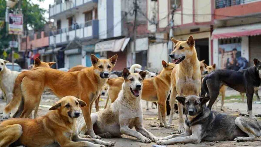 नसबंदी के दौरान 29 कुत्तों की मौत, अफसरों में मचा हड़कंप, नगर निगम के खिलाफ FIR दर्ज