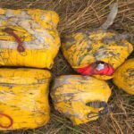 Punjab News: पंजाब में ANTF और BSF की बड़ी कार्रवाई, 19 किलो से अधिक हेरोइन बरामद