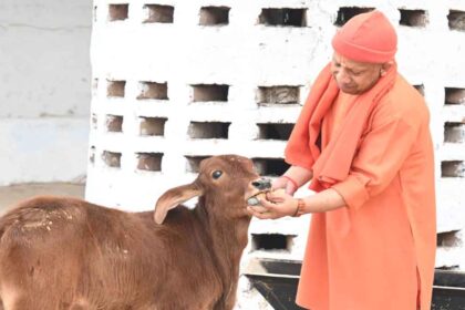 UP News: मुख्यमंत्री ने की गोसेवा, अपने हाथों से खिलाया गुड़-रोटी