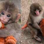 An orphaned baby macaque named Punch at Ichikawa City Zoo found comfort in an IKEA soft toy after being rejected by his mother.