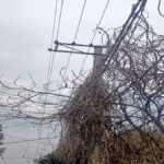 तारों पर फैली सूखी बेलें