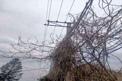 तारों पर फैली सूखी बेलें