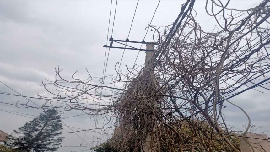 तारों पर फैली सूखी बेलें