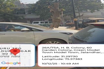 Jalandhar News: जालंधर में हरे-भरे पेड़ों का कत्ल, तेजस्वी मिन्हास ने CM आफिस और कमिश्नर से की शिकायत