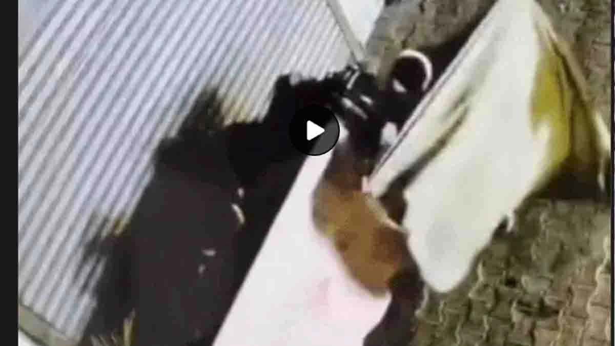 Ludhiana Trader Office Burglary