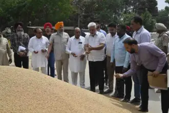 Punjab Ensures Simultaneous Procurement of Wheat