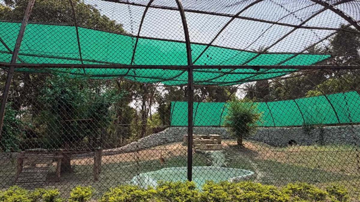 Punjab News: महेंद्र चौधरी चिड़ियाघर ने गर्मी में जानवरों के लिए किए विशेष इंतजाम